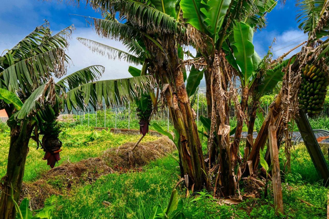 Os Ferreirinhos, A Home In Madeira サン・ジョルジェ エクステリア 写真